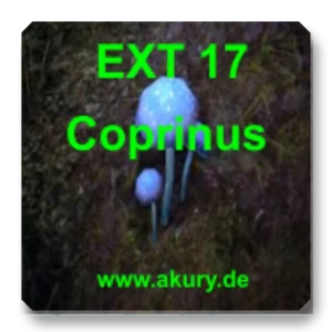 EXT 17 Gewone comatus
