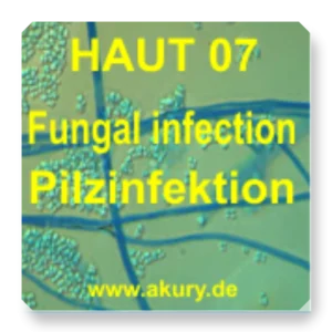 HAUT 07