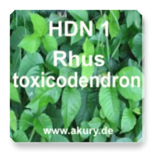 HDN 1 – Rhus toxicodendron